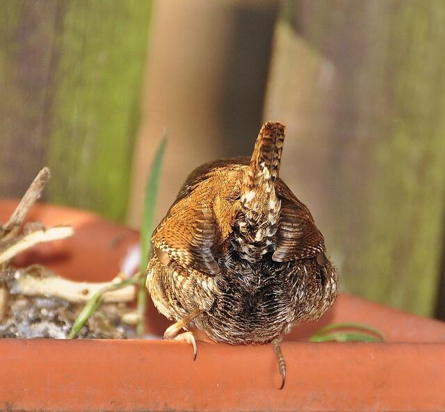 Ein deutliches Zeichen, dass die Audienz beendet ist