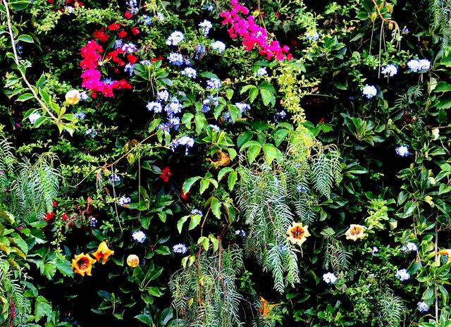 Diese vielen Blüten wucherten alle an einem Baum in Funchal