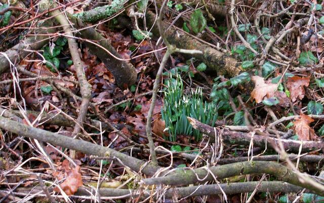 Nicht nur im Garten,nein auch im Wald!