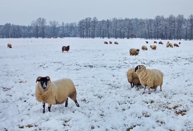 Schwierige Futtersuche
