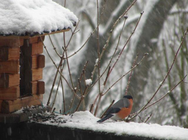 der Dompfaff zu Besuch