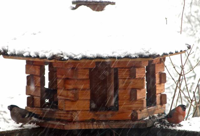 Dompfaff-Pärchen wie an einem Wetterhaus