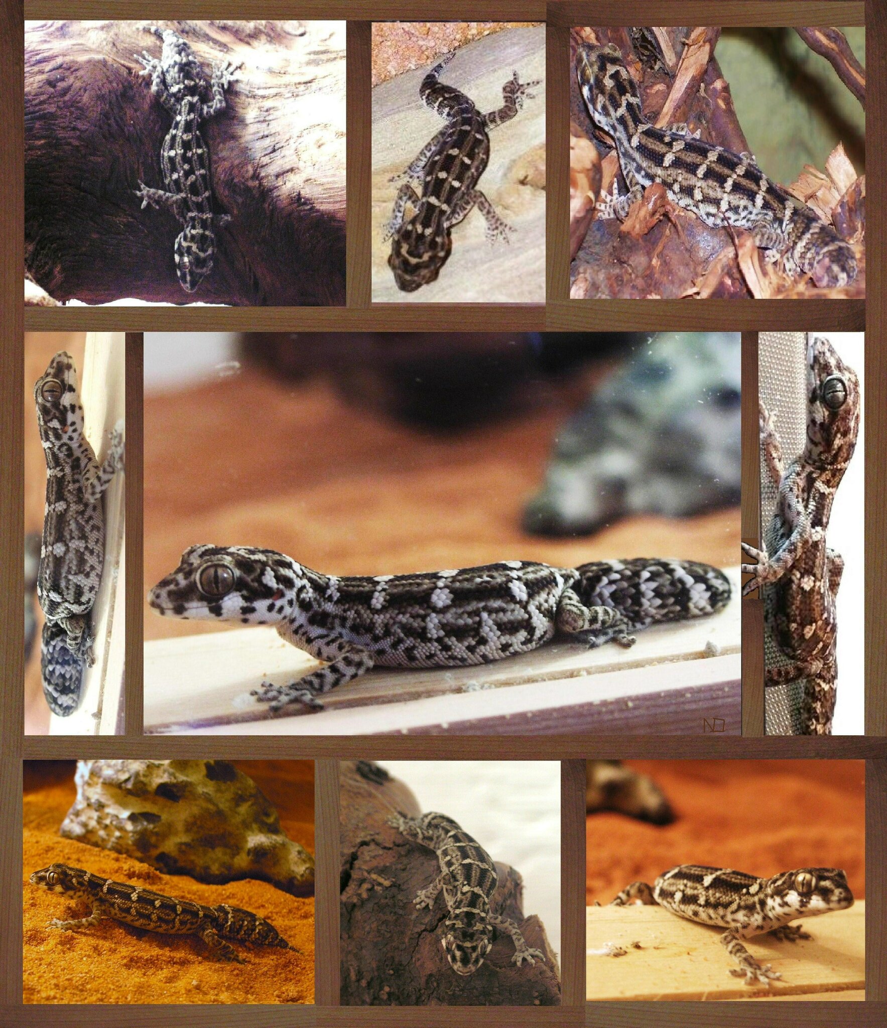 Rübenschwanz Viperngecko (Hemidactylus imbricatus) Chemnitz