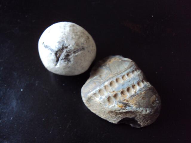 Feuerstein - hier als fossile Seeigel