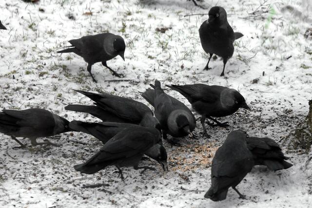 ... und dann ??? ... ganz viele Dohlen! Im ganzen Garten waren kurzzeitig ca. 60 Krähenvögel zu sehen!