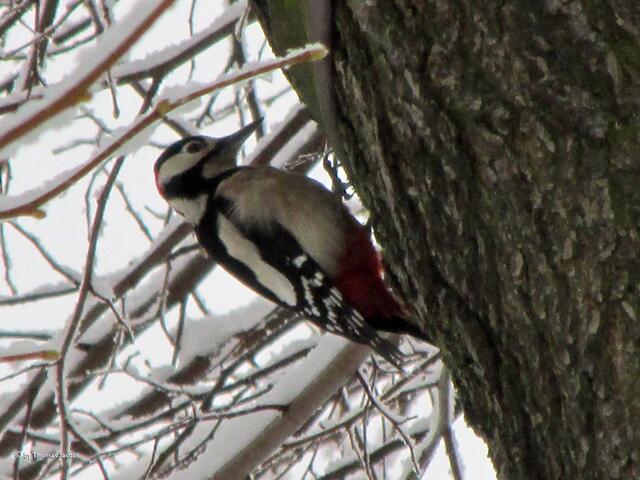 Da hämmert er nun, der Specht. .-))