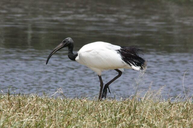 Heiliger Ibis