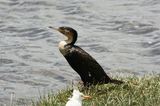 Kormoran
