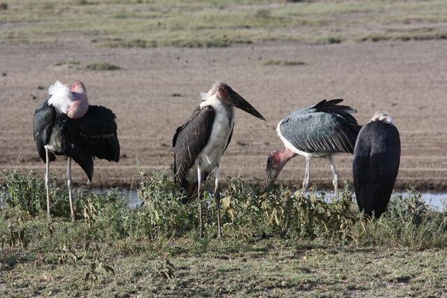 Marabu