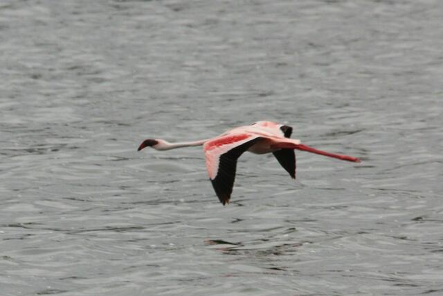 Zwergflamingo