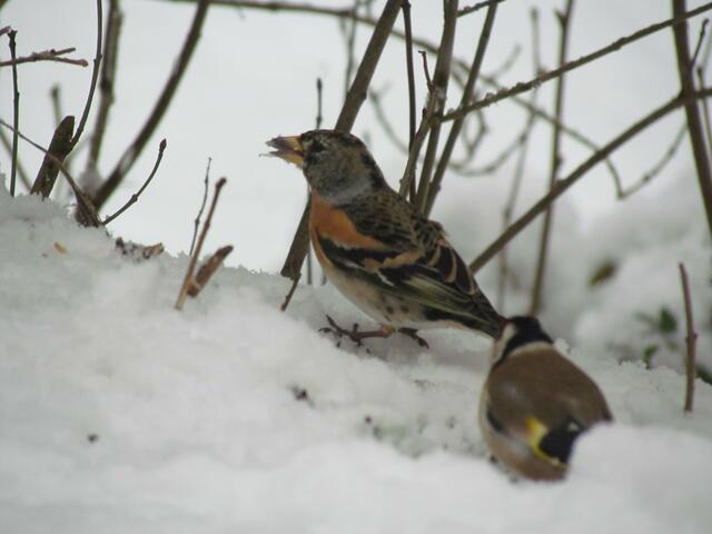 Ein Bergfink und Stieglitz im Schnee auf Futtersuche