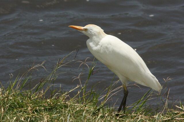 Kuhreiher
