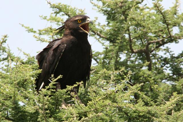 Schopadler