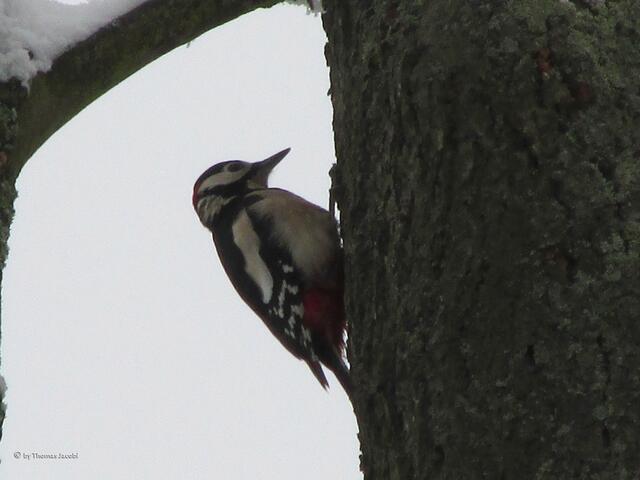 Nach einer Weile ging es zu einem anderen Baum.