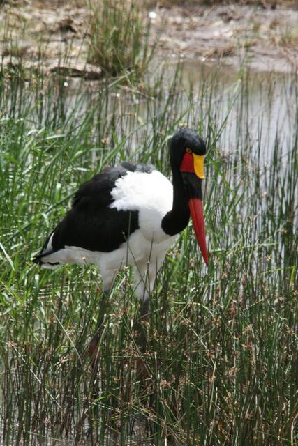 Sattelstorch
