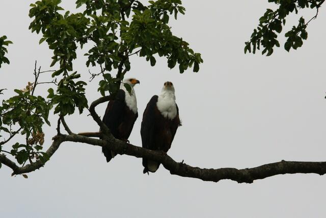 Schreiseeadler
