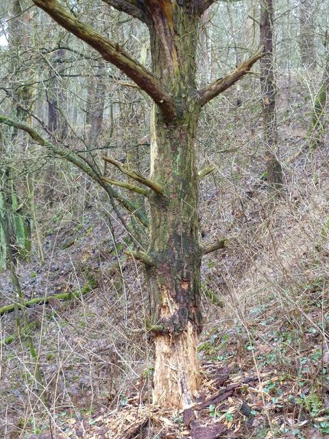 Der Pilzbaum im Totholzgebiet
