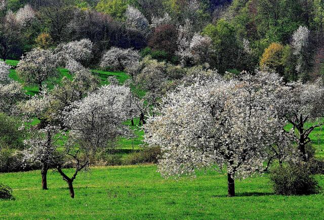 Frühling auf dem Schönberg am Schönberger Hof