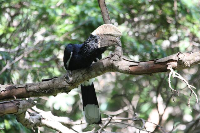Schopfhornvogel