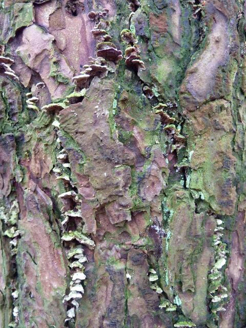 Minipilze in einem abgestorbenen Baum