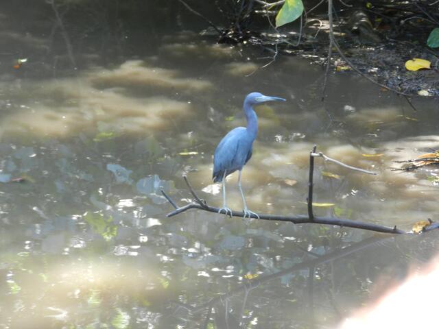 Blaureiher