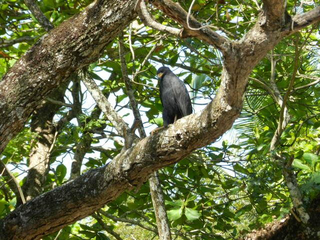 Krabben-Bussard