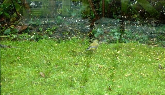 Besuch in meinem Garten