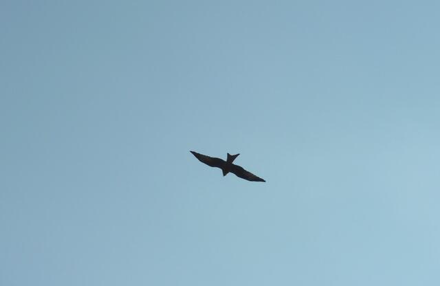 Ein Greifvogel im Flug