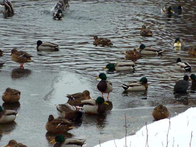 Teichhühner und Enten tummeln sich im eisigen Silbersee.
