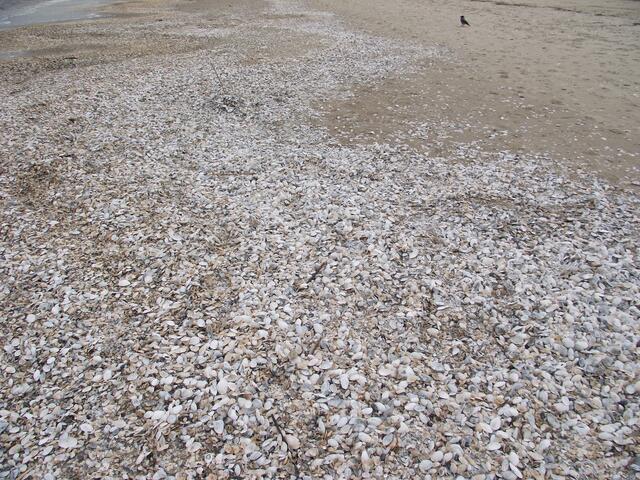 Muschelstrand