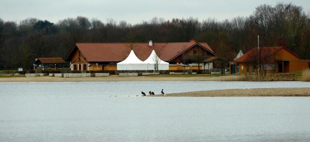 Kormorane am Hufeisensee in Isernhagen