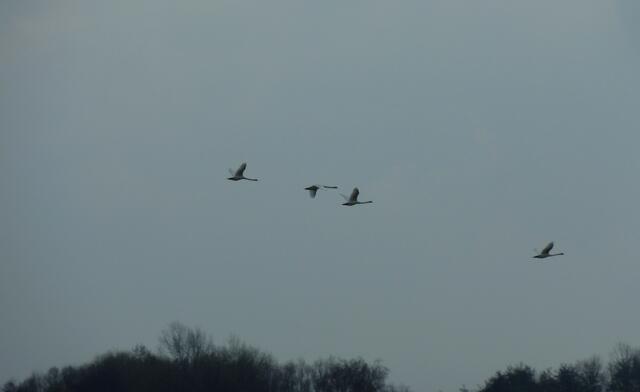 Schwäne im Flug