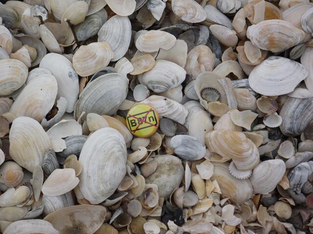 ein seltener Fund am Ostseestrand...