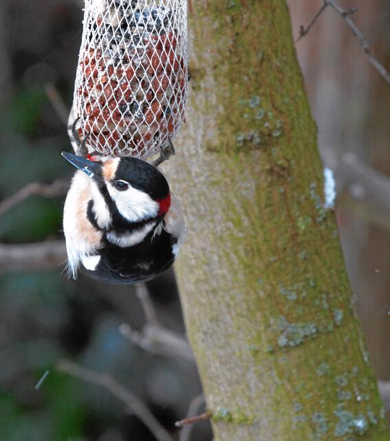 "Specht, das Netz ist unten zusammengefasst!"