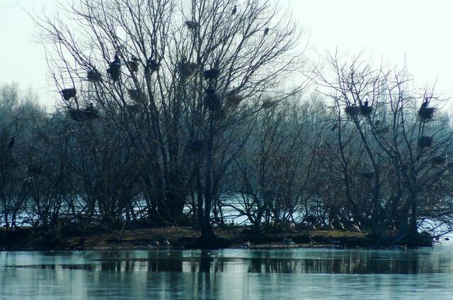 Das ist schon fast ein Suchbild: Wieviele Kormorane sind zu sehen?