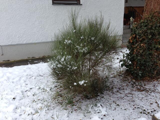 20130210-Sonntagsbilder-06-Ginster