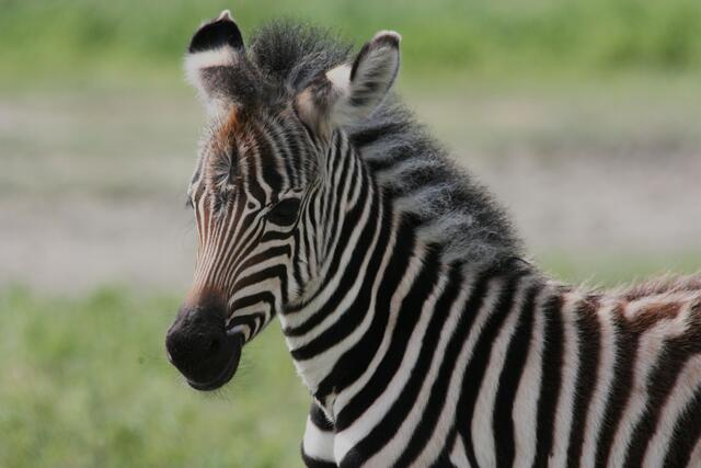 Zebrababy