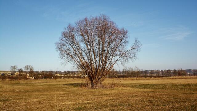 Samstag der 2.3.2013 - Weide auf der Unstrutwiese !