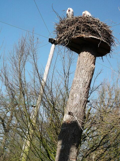 11. Storchennest