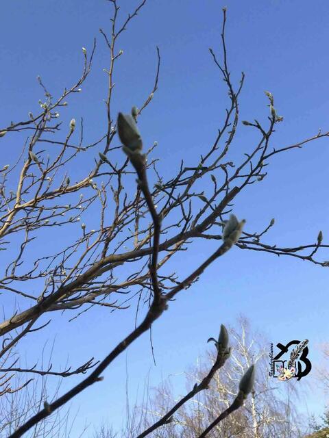 20130303-Sonntagsbilder-09- Magnolie