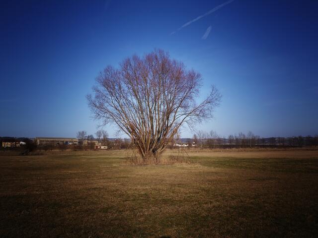 Samstag der 2.3.2013 - Weide auf der Unstrutwiese mit  Vignettierung !