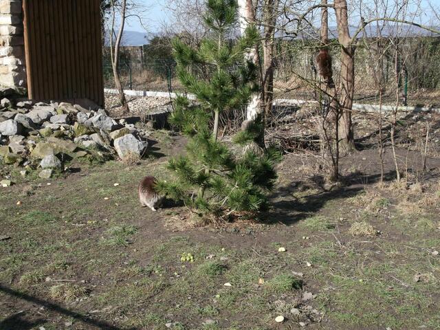 6. Waschbär am Boden