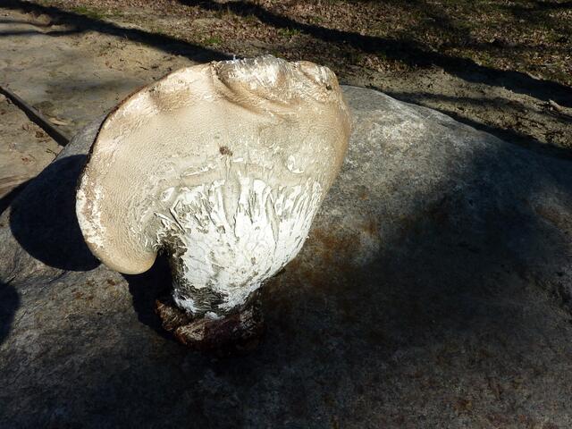 Dieser Pilz war von einem toten Baumstamm abgebrochen. Um ihn besser fotografieren zu können, habe ich ihn auf den "Bewegten Stein" gelegt.