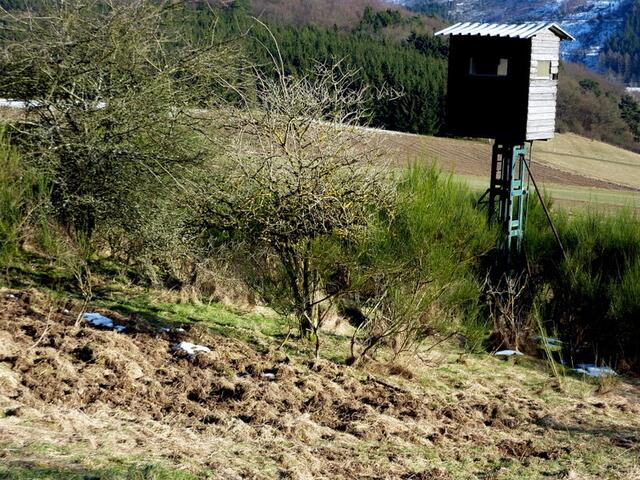 Wildschweine ignorieren den Hochsitz