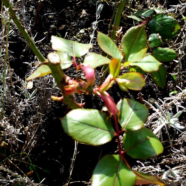 Winter ade! Scheiden tut weh. Gerne vergess ich dein ...