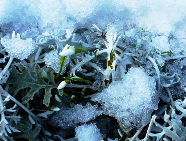 Aber das Scheiden macht, dass mir das Herze lacht!