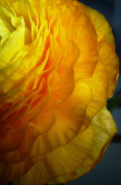 lacht dich der Kuckuck aus.