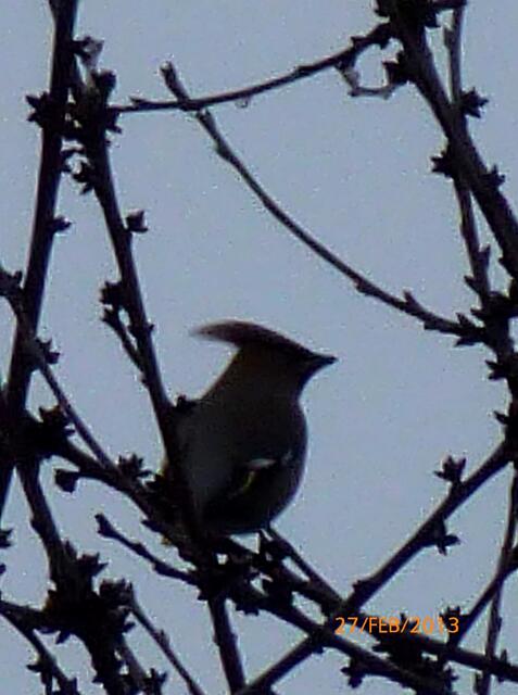 unbekannter Vogel, vielleicht eine Haubenlerche