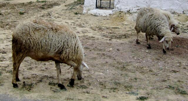 Beduinen sitzen am Straßenrand unter niedrigen Bäumen, drum herum weiden Schafe, Ziegen und kleine Kamele