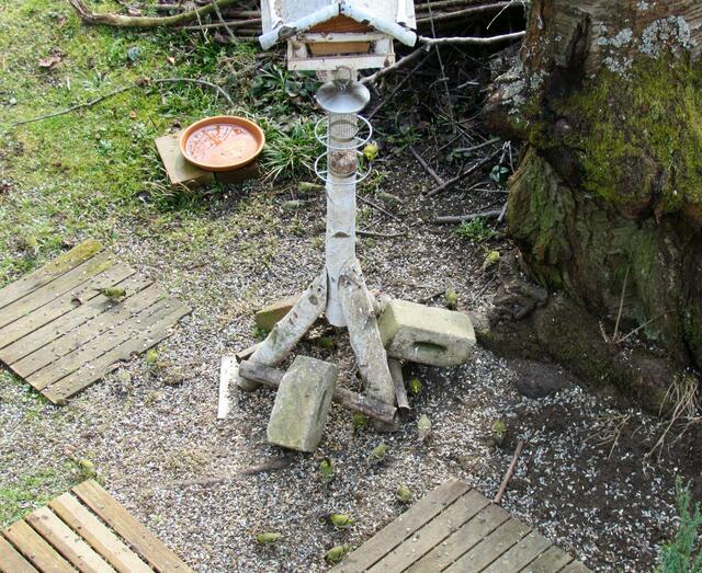 Die Erlenzeisige bei Futterhaus unter dem Kirschbaum, am Boden sind sie kaum zu erkennen... da waren es fast 20 Vögel